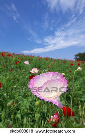 Poppy flowers View Large Photo Image Stock Photo - Poppy flowers. Fotosearch