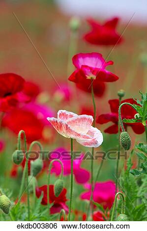 Poppy flowers View Large Photo Image Stock Photograph - Poppy flowers. Fotosearch
