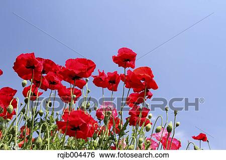 Stock Photograph - Poppy flowers. Fotosearch