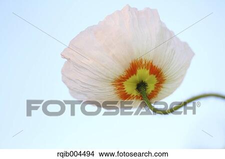 Picture - Poppy. Fotosearch