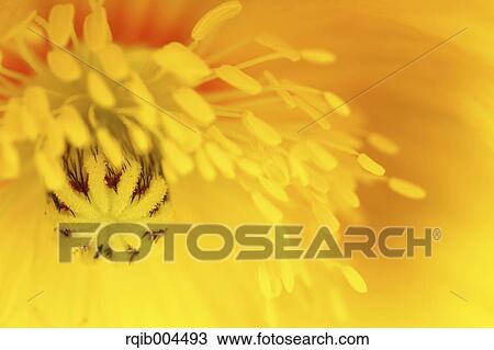 Poppy View Large Photo Image Stock Image - Poppy. Fotosearch