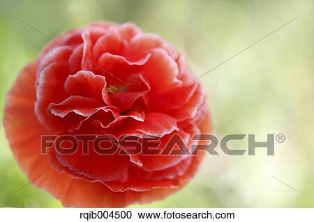 Stock Image - Poppy. Fotosearch