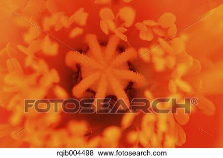 Poppy View Large Photo Image Stock Photo - Poppy. Fotosearch