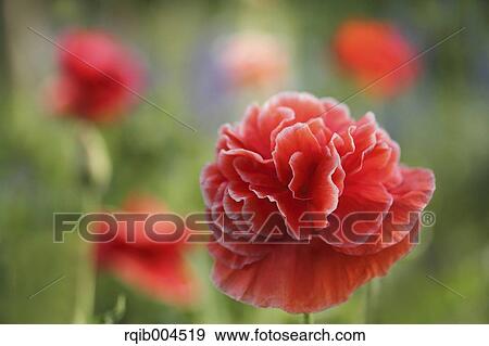 Poppy View Large Photo Image Stock Photo - Poppy. Fotosearch