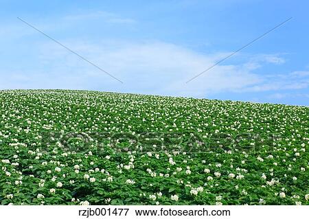 Stock Photo - Potato field and blue sky with clouds, Hokkaido. Fotosearch
