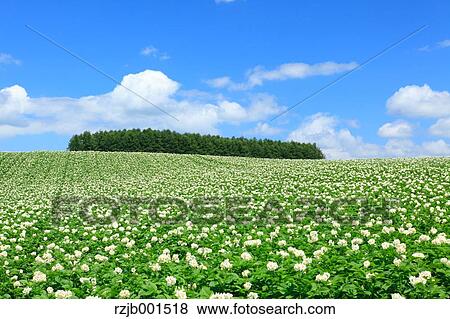 Stock Photo - Potato field and blue sky with clouds, Hokkaido. Fotosearch