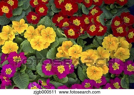 Primula flowers View Large Photo Image Stock Image - Primula flowers. Fotosearch