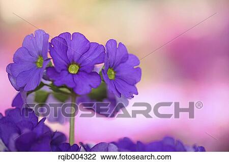 Primula Obconica View Large Photo Image Stock Image - Primula Obconica. Fotosearch