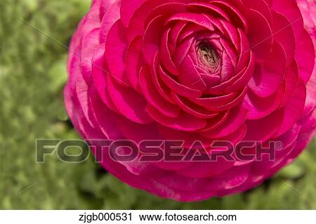 Ranunculus View Large Photo Image Stock Image - Ranunculus. Fotosearch