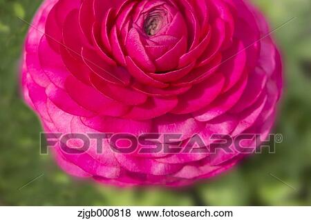 Ranunculus View Large Photo Image Stock Photo - Ranunculus. Fotosearch