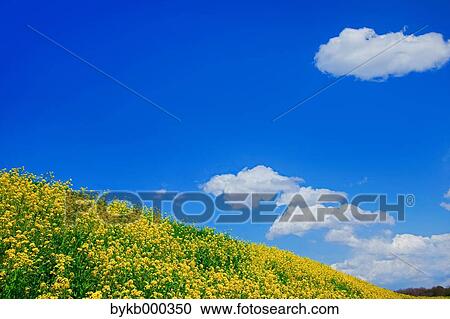 Rape blossom field and sky with clouds View Large Photo Image Stock Image - Rape blossom field and sky with clouds. Fotosearch