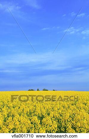 Stock Image - Rapeseed field and blue sky with clouds, Aomori Prefecture. Fotosearch