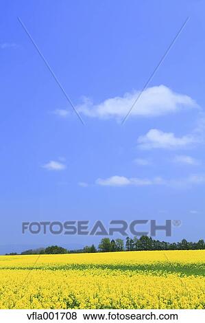 Stock Photo - Rapeseed field and blue sky with clouds, Aomori Prefecture. Fotosearch