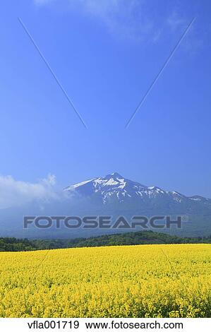 Rapeseed field and blue sky with clouds, Aomori Prefecture View Large Photo Image Stock Photo - Rapeseed field and blue sky with clouds, Aomori Prefecture. Fotosearch