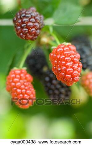 Raspberries View Large Photo Image Stock Photo - Raspberries. Fotosearch