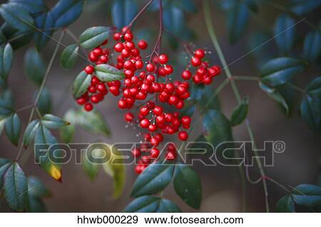 Red berries View Large Photo Image Stock Photo - Red berries. Fotosearch
