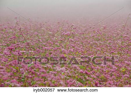 Red buckwheat field View Large Photo Image Stock Photo - Red buckwheat field. Fotosearch