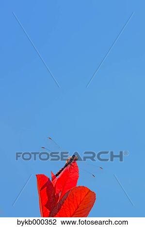 Red dragonfly View Large Photo Image Stock Image - Red dragonfly. Fotosearch