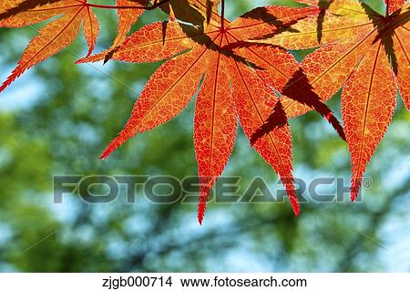 Picture - Red maple leaves. Fotosearch