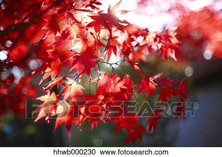 Red maple leaves View Large Photo Image Stock Image - Red maple leaves. Fotosearch