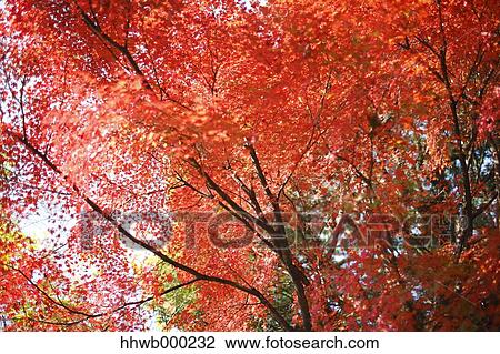 Red maple leaves View Large Photo Image Stock Image - Red maple leaves. Fotosearch