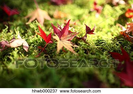Stock Photo - Red maple leaves. Fotosearch