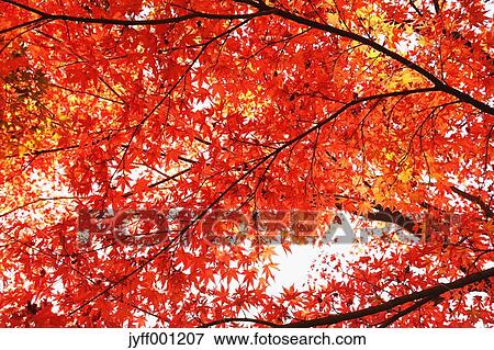 Red maple leaves View Large Photo Image Stock Photo - Red maple leaves. Fotosearch