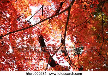 Red maple leaves View Large Photo Image Stock Photography - Red maple leaves. Fotosearch