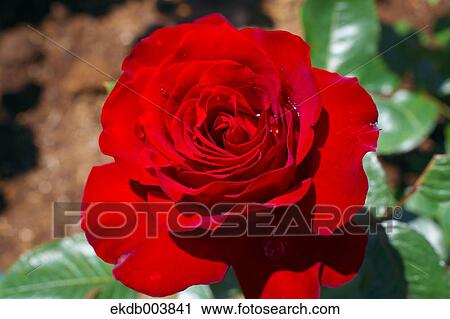 Red rose View Large Photo Image Stock Image - Red rose. Fotosearch