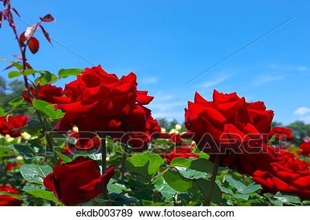 Red roses and blue sky View Large Photo Image Stock Photo - Red roses and blue sky. Fotosearch