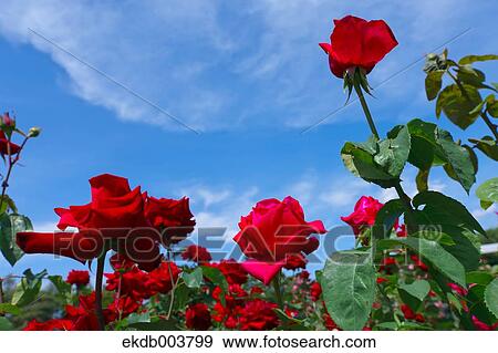 Red roses and blue sky View Large Photo Image Stock Photo - Red roses and blue sky. Fotosearch