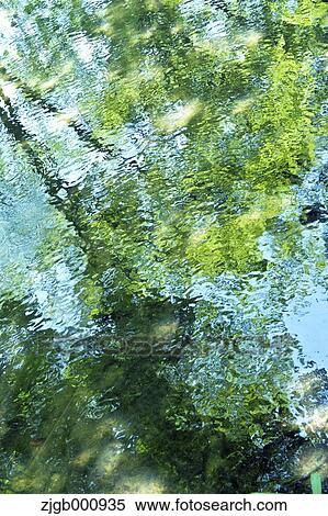 Stock Photography - Reflections on a pond. Fotosearch