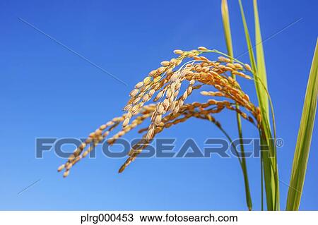 Rice ears and blue sky View Large Photo Image Stock Image - Rice ears and blue sky. Fotosearch