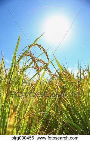 Rice ears and blue sky View Large Photo Image Stock Photograph - Rice ears and blue sky. Fotosearch