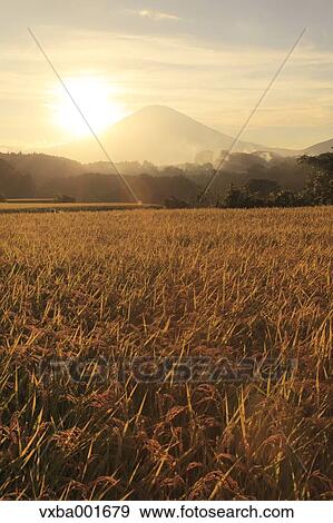 Rice ears and Mount Fuji at sunset, Shizuoka Prefecture View Large Photo Image Stock Photo - Rice ears and Mount Fuji at sunset, Shizuoka Prefecture. Fotosearch