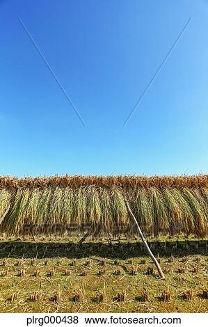 Rice ears drying View Large Photo Image Stock Photo - Rice ears drying. Fotosearch