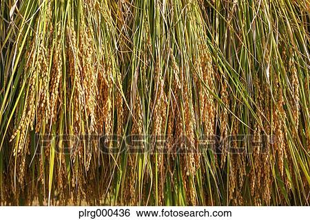 Rice ears drying View Large Photo Image Stock Photograph - Rice ears drying. Fotosearch