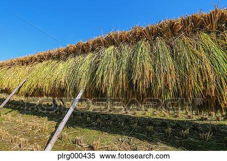 Rice ears drying View Large Photo Image Stock Photography - Rice ears drying. Fotosearch