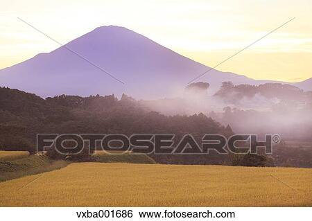 Stock Photograph - Rice field and Mount Fuji at sunset, Shizuoka Prefecture. Fotosearch