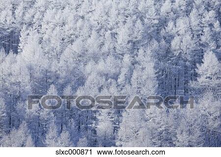 Rimmed forest, Nagano Prefecture View Large Photo Image Stock Image - Rimmed forest, Nagano Prefecture. Fotosearch