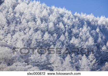 Stock Image - Rimmed forest, Nagano Prefecture. Fotosearch