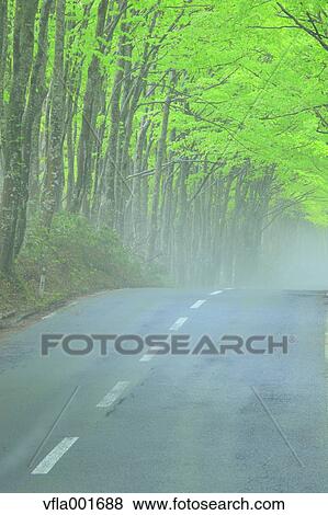 Road and beech forest, Aomori Prefecture View Large Photo Image Stock Photo - Road and beech forest, Aomori Prefecture. Fotosearch