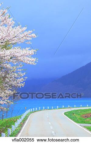 Road, sea and cherry tree, Akita Prefecture View Large Photo Image Stock Photography - Road, sea and cherry tree, Akita Prefecture. Fotosearch
