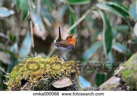 Stock Photo - Robin. Fotosearch