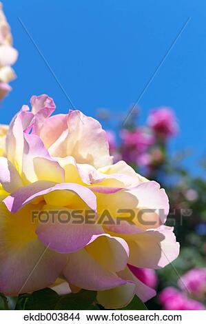 Rose and blue sky View Large Photo Image Picture - Rose and blue sky. Fotosearch