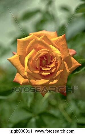 Stock Image - Rose. Fotosearch