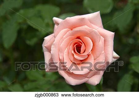 Rose View Large Photo Image Stock Image - Rose. Fotosearch