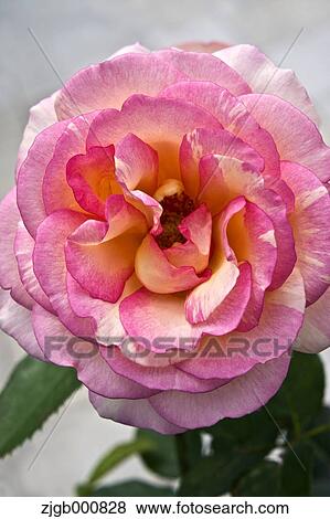 Rose View Large Photo Image Stock Photo - Rose. Fotosearch