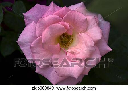 Rose View Large Photo Image Stock Photo - Rose. Fotosearch