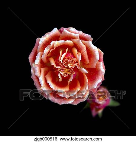 Rose View Large Photo Image Stock Photograph - Rose. Fotosearch